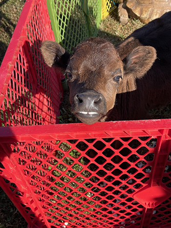 baby cafe petting zoo northern va