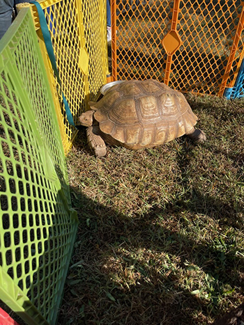 box turtle petting zoo northern va